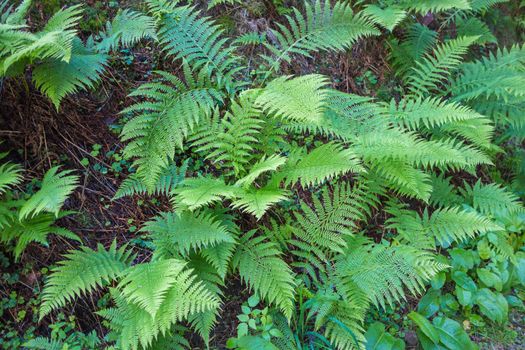 Ferns leaves green foliage tropical background.
