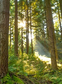 Beautiful nature in the misty spring forest with sun rays