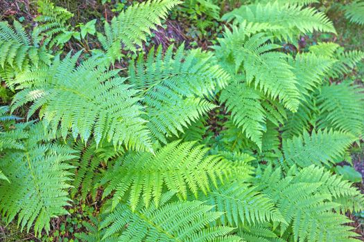 Ferns leaves green foliage tropical background.