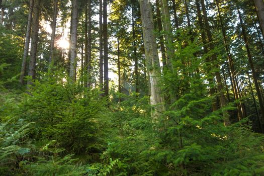 Beautiful nature in the misty spring forest with sun rays