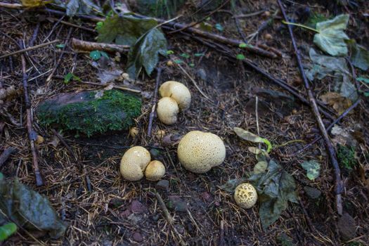 Mushrooms at the forest floor