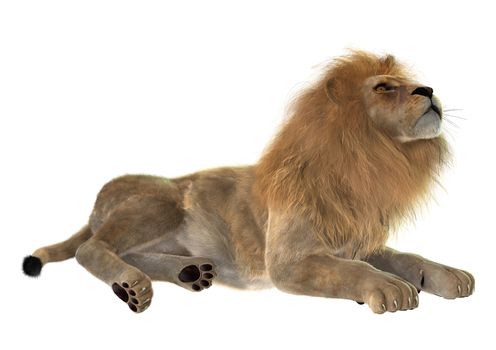 3D digital render of a male lion isolated on white background