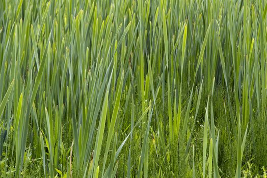 Detail of the spring green grass