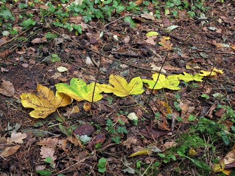 Autum leaves on the ground in the forest