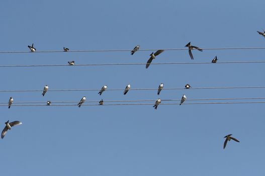 Shot of the swallows on electric wires