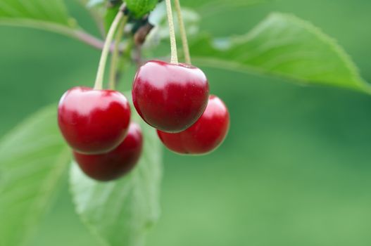 detail of the cherry - natural product - fruits