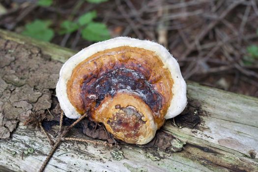 Detail of the tree fungus - pore fungus - white wood fungus