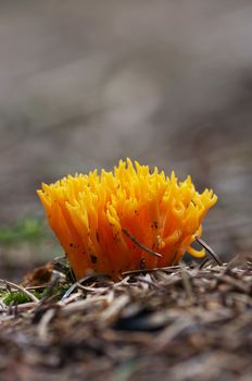 Detail of the mushroom - club fungus - yellow coral fungus