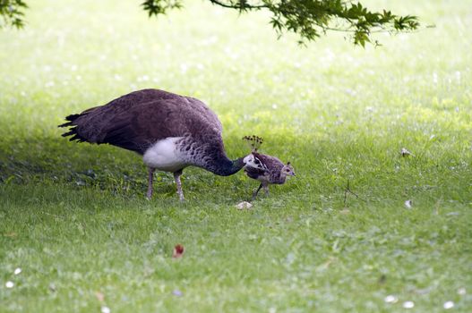 Shot of the peahen with chicken on the meadow