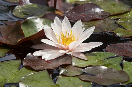 Shot of the white water lily on the water