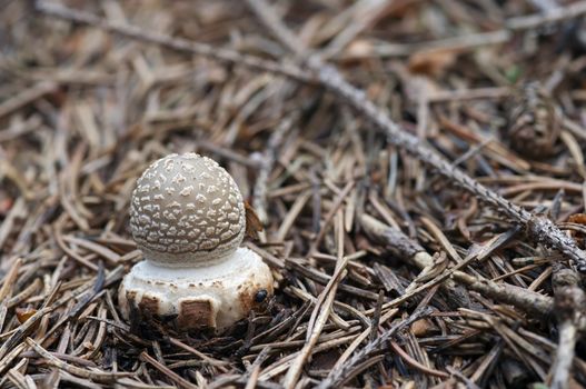 Detail of the sacred mushroom - blusher - poisonous mushroom