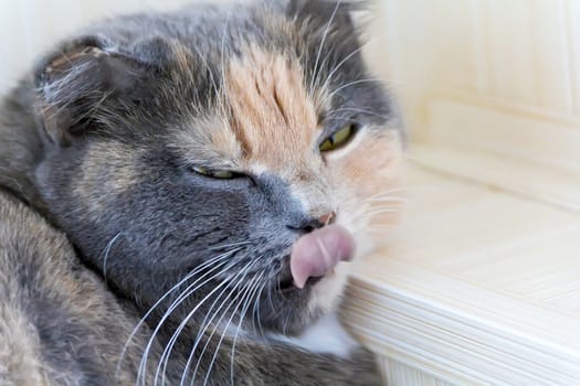 Photo of color cat with pink tongue