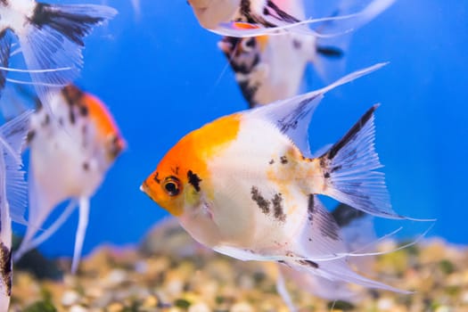 Photo of tropical scalare in blue water