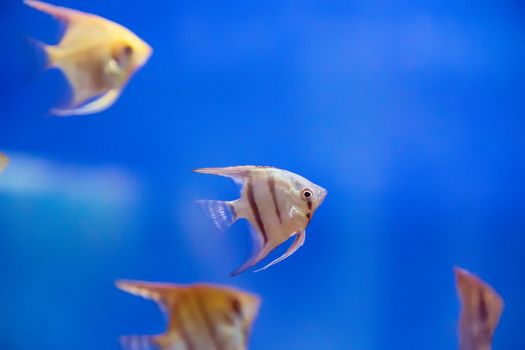Photo of tropical freshwater aquarium with scalare