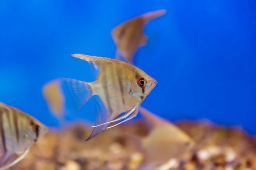 Photo of tropical freshwater aquarium with scalare