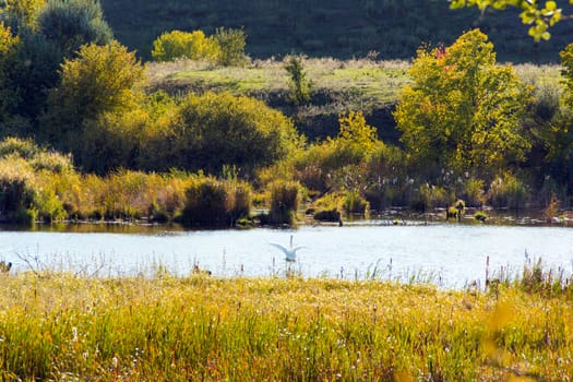 Photo of landscape with lonely white swan