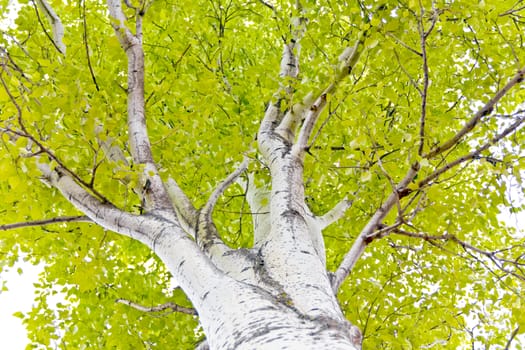 Summer photo with green foliage of trees