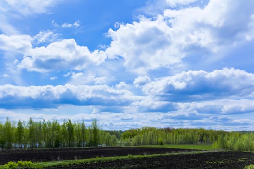 Photo of summer landscape with sky and forest