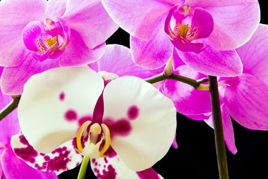 Photo of purple and white orchids on black