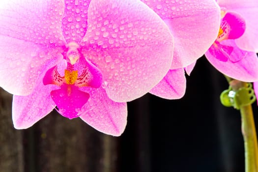 Photo of purple orchid on black background