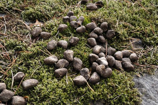 Whitetail deer droppings in the moss.