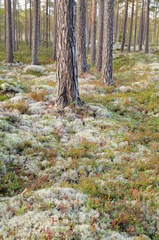 Big trees in old forest.