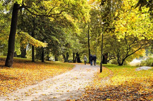 Autumn in the forest