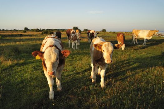 Close-up of a herd of cows on a sunny day in sweden