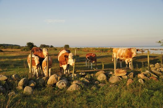 Close-up of a herd of cows on a sunny day in sweden