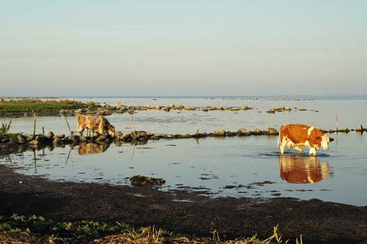 Cow drinking water