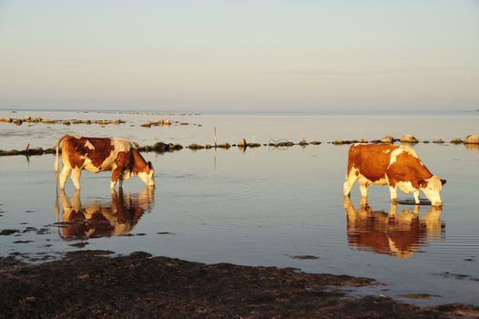 Close-up of a herd of cows on a sunny day in sweden drinking water.