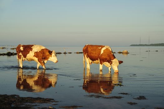 Close-up of a herd of cows on a sunny day.