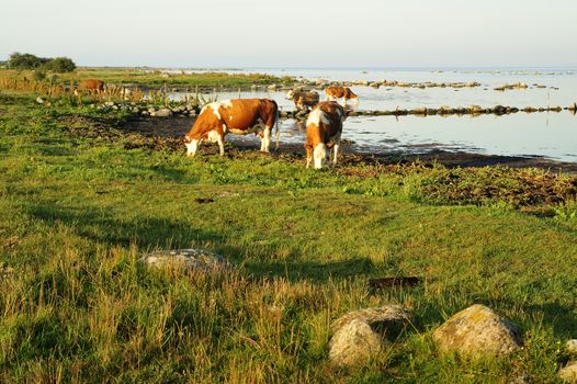 Close-up of a herd of cows on a sunny day.