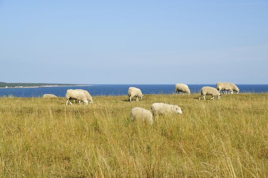 Grazing sheep in Skane - Sweden on a bright green field. Some of them are lying down.