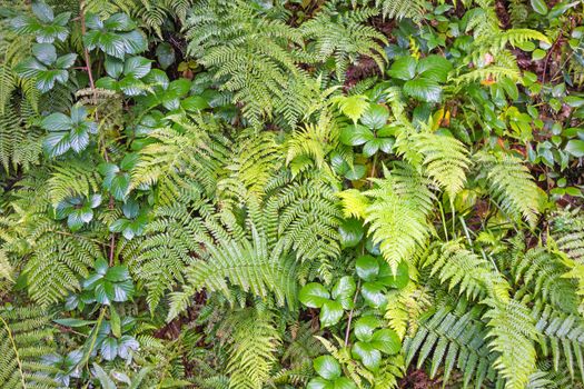 Ferns leaves green foliage tropical background.