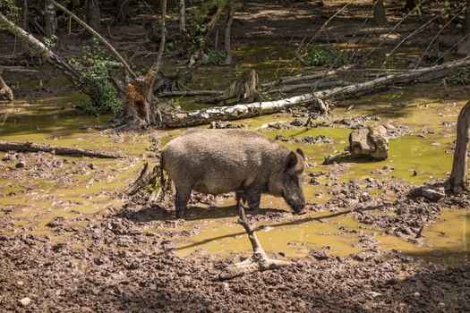 Wild boar in wood walking on dirt