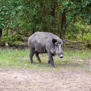 Wild boar in wood walking on dirt