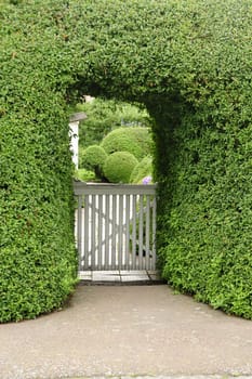 Green hedge cut in the shape of an arch over a small wooden gate