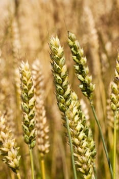 the ears of a turning green rye photographed by a close up