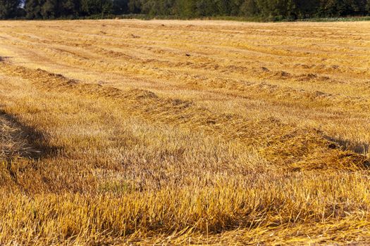   an agricultural field after the harvest company of wheat.