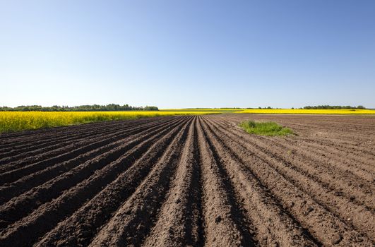   plowed agricultural field. Near growing canola. Blue sky.