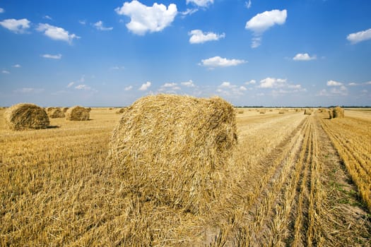   an agricultural field on which are a stack after cleaning of cereals