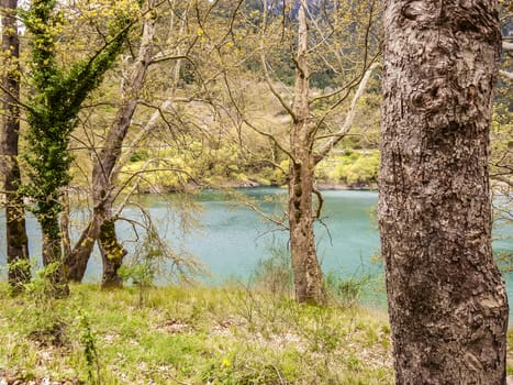 Mountain lake view through autumn trees