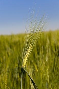   the ear of an unripe cereal photographed by a close up