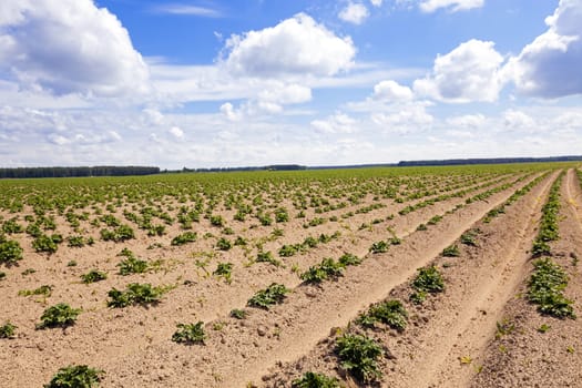  plowed agricultural field, which grows potatoes. Blue sky.