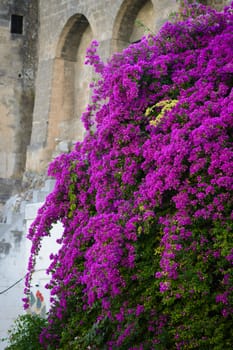 Flower bougainvillea