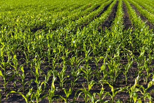   an agricultural field on which there were young sprouts of corn