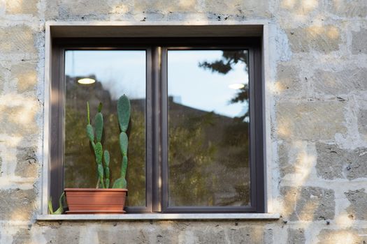 Window with potted plant