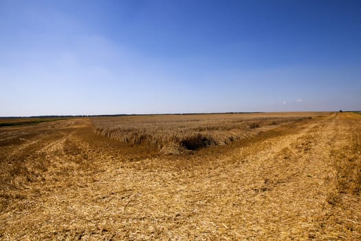 an agricultural field on which reap a crop of cereals. wheat