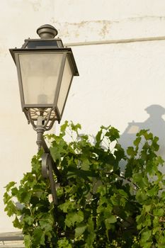 streetlight with green plant